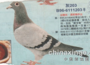 ��ǿ�Ƶ�ǫ����ȫ���ܹھ���ظ���������Сѧ����