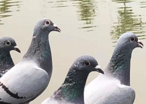 �Ϻ���ɫ�������ص�Զ