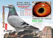 Ϊ����һ��ǧ�� ������ɽũ���׽�ǧ����