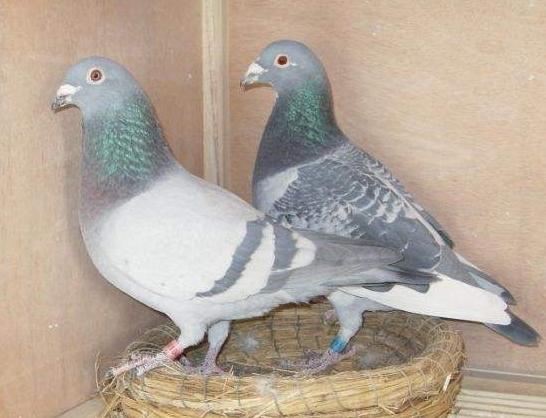 �������ֻ������������ڣ�