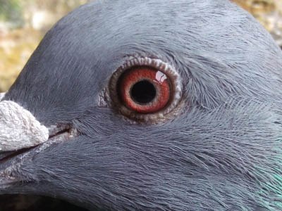 ��ҽ������ѧ˵����ϸ��ۿ�����