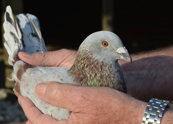 ���а�ھ�������800���ﵱ�չ�ھ�����