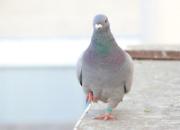 Ц����������缸��Ӯ�� ��Ʒ������