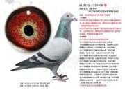 NPO���������й�������������