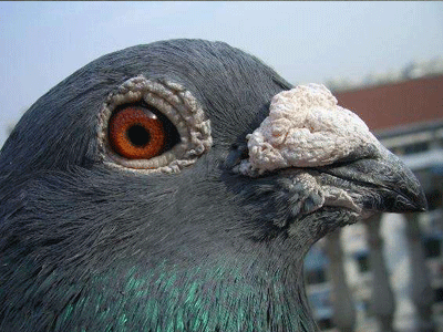 ��Զ������ ���ˣ���˥��