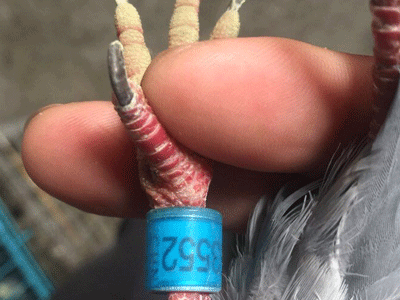 ���㻷����ʤ����