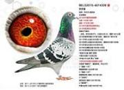 �仧������ŷ�޹ھ��� ��֪������