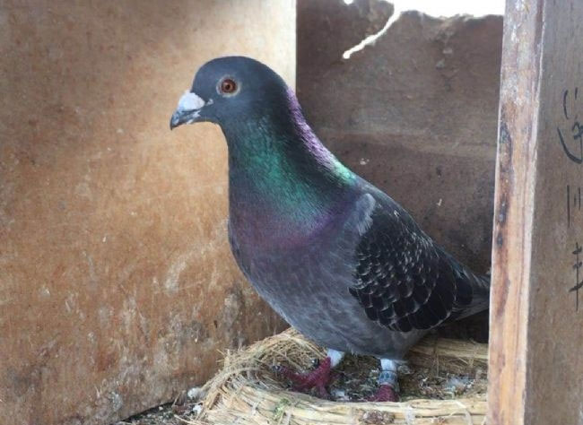 ճԶ̽Ұ񣡳ʮ˶鳲 ǰ׷