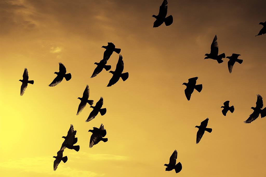 �ø����еȼ�