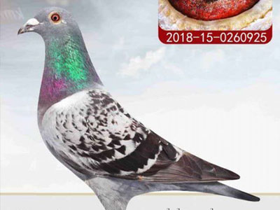 �������Ҽ���룺��ҵ��ָ벻����׼