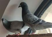 �Ϻ�ţ���������£�������Ŵ�������ɫƪ