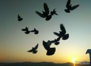 �Ǳ��ָ����� ��������