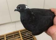 ��;�����Ѵн��ⱸ���������ֱ��300����