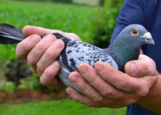 ����������¹���� �����ھ������� 