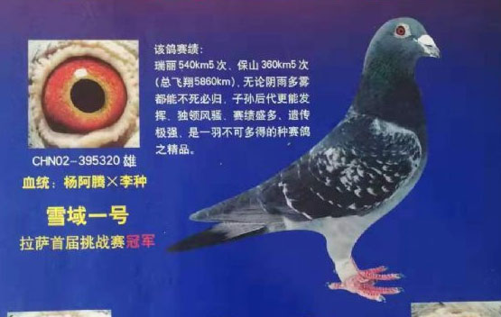 �����׷������ھ���ѩ��һ�š� ������������Ʒ