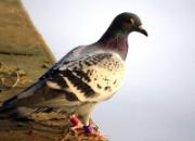 300ֻ�Ÿ뱻�� �ھ��롰��ͷ�㡱�����ư�