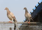 ������ż��� ��Ӯȴ���� 