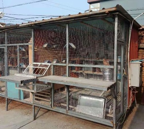 改造鸽棚 用尽自己所有才华