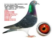 ����ӥ��ֱŮ�ٻ����յ�������һ��뼾��