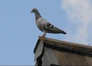 ��Ϊ�Ȱ� ������η