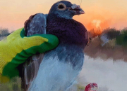 �˸��人���ձ��ȳ� ����������˽Ż�