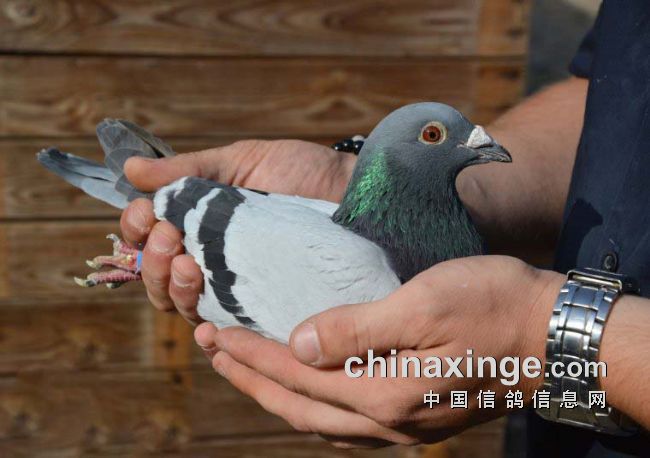 ����ʱ����II�ھ���¯ ����ھ���Ʒ��