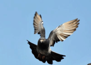 ���ӵ�������