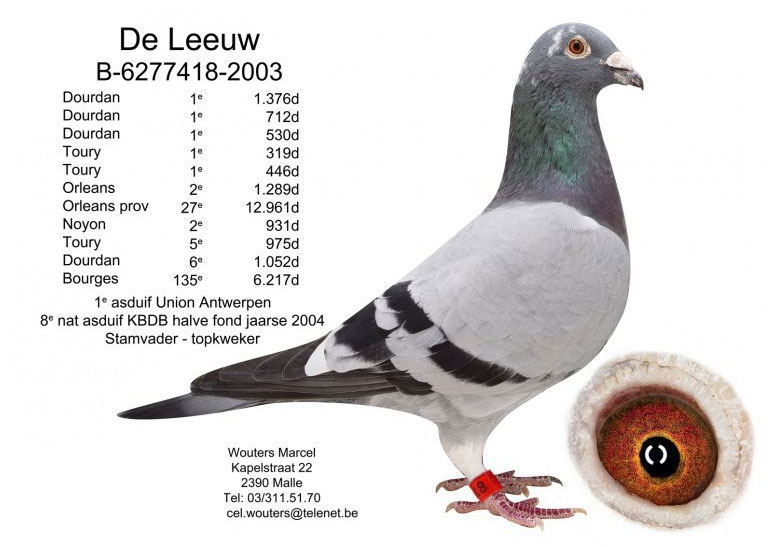 ��ιھ������Ķ������ۡ�ʨ���š�