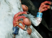 �˸���Ե�������Ÿ�Ƶ������ ����������