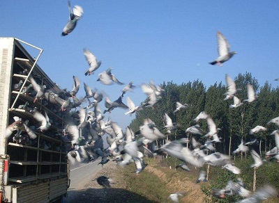 ����ǰ�Ļ�������