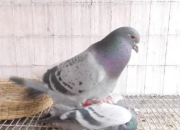 �������ٶȿ죿ţ�˲�С��˵���˴�