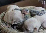 �ȸ���ѣ�С���������붺Ȥ����