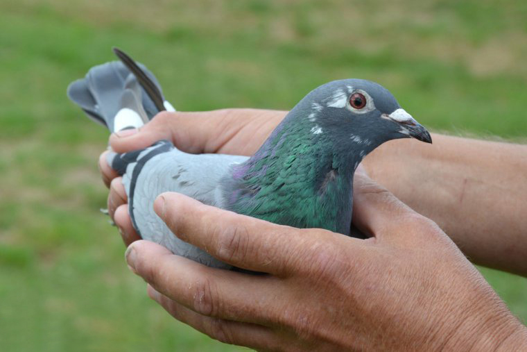 ����³II�������ս�ھ���¯ ��߷���1982