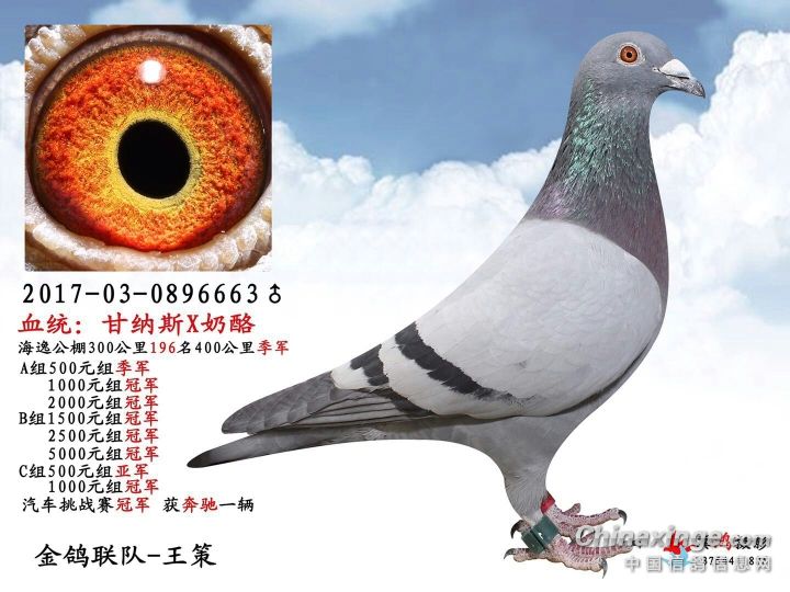 �������� ��Ѫ�����ɼ�����