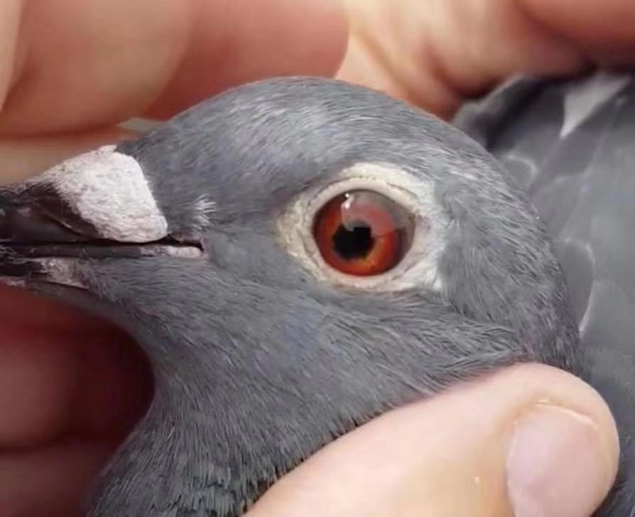 ֱŮ��KBDBһ������ھ� ����ӥ���仧�й�