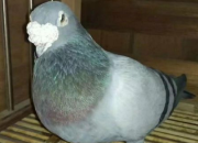 ������Ȯ�ӣ��������ۺ����Ѽ�