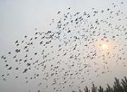 ���¼��� �Ϻ��ƽ𺣰�����ѵ�ɡ�ս����