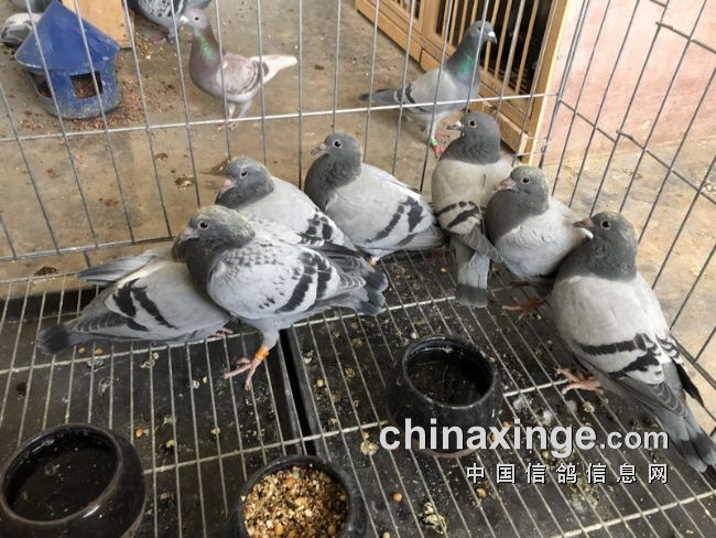 ��Ѫ�׸����ѡ