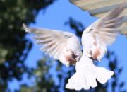 ��ŷ���������������й���