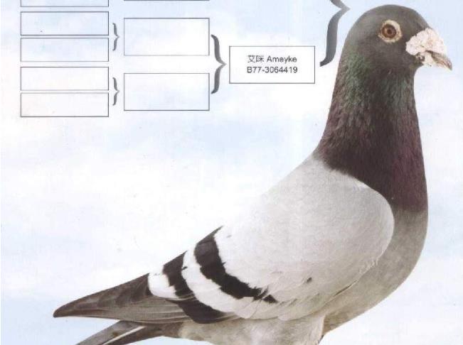 ÿ��һ�룺�Ǳȳ������ۡ���С�š�(ͼ)