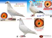 �������ۡ��԰���ʿx������ �ÿ����ܷ�