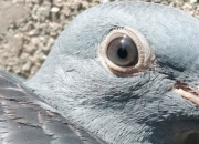 11��С���������� ӭս2020�괺����