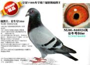 ÿ��һ�룺�ֲ�������ţ�š�