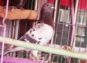 ���ݣ�����Ƥ�롱������ ���������㡰�˸��顱