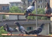 88����ʦ�����ҹھ��� ���ڻ��ؾ�