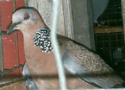 �����ഫ�濴�˼��̬