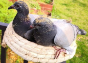 ʱ��������¼�ɳ� �������޾�������