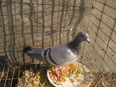 �ж������벻���ع� �����鳲������