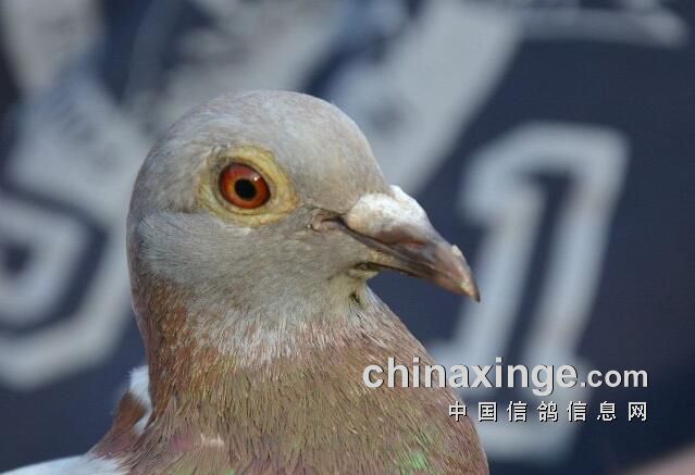 ŷ�������ļ��չ�ս ����³��������ھ���Ƭ