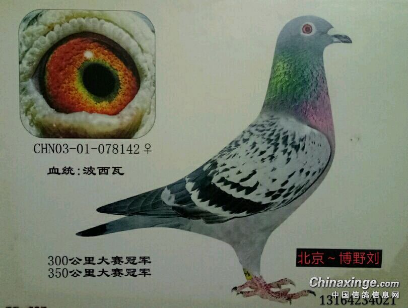 �����׸�֮��������Ʒϵ����